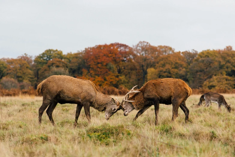 two deer standing in the grass while playing