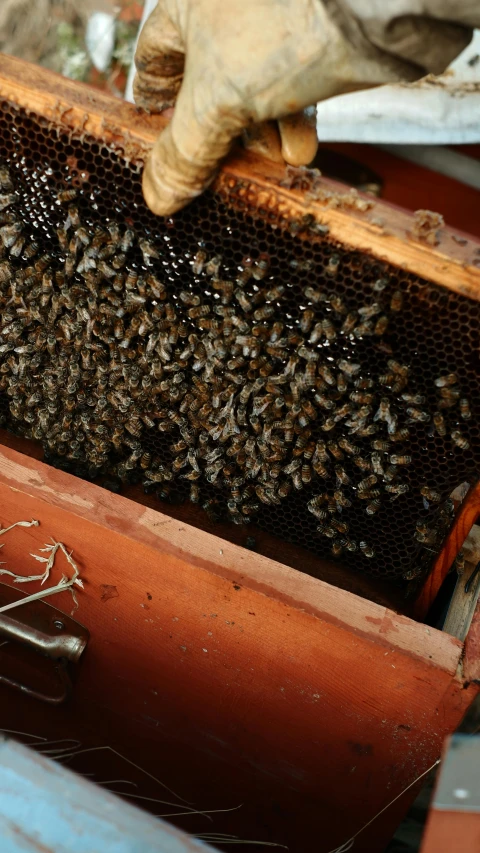 a bunch of bees that are in a honey box