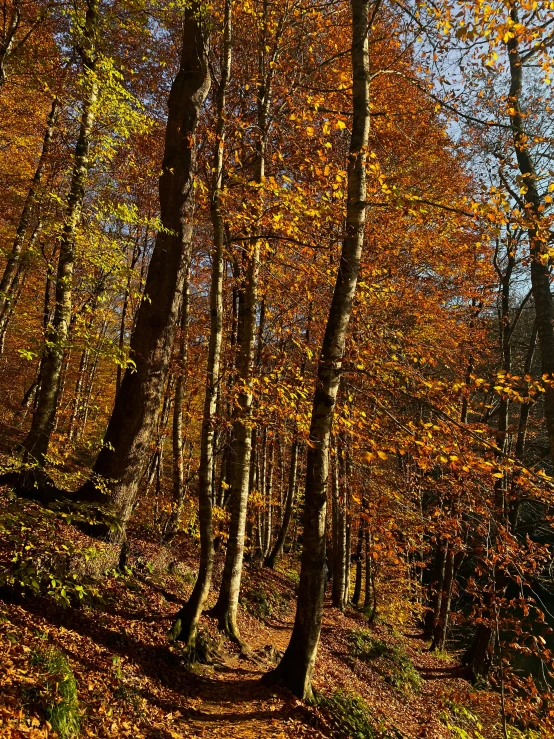 a leaf covered path in a forest during autumn