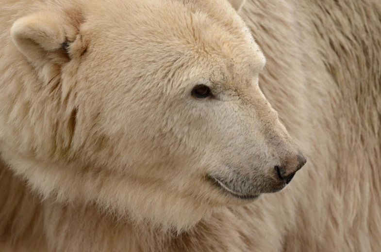 a large white polar bear walking next to another white polar bear