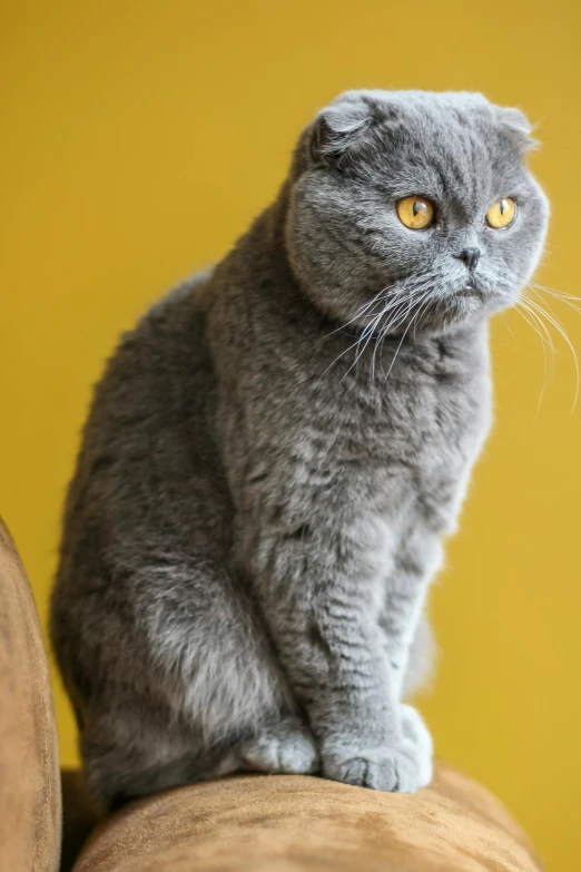 a grey cat with yellow eyes sits on a couch