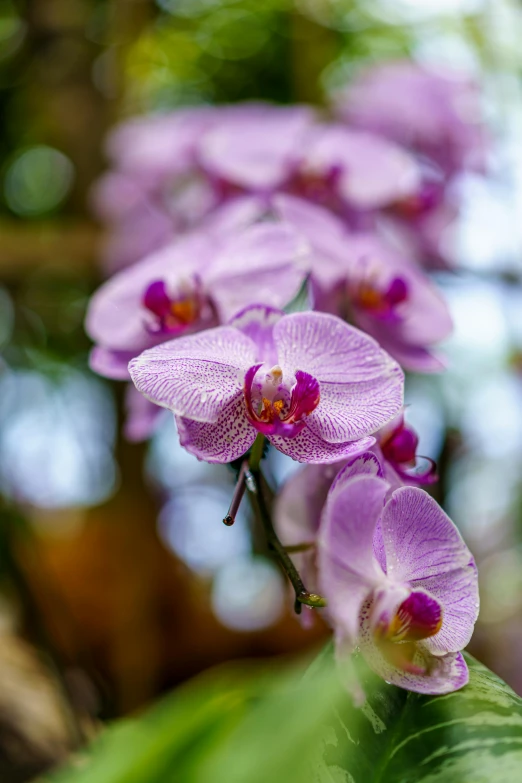 purple flowers are hanging down in the air