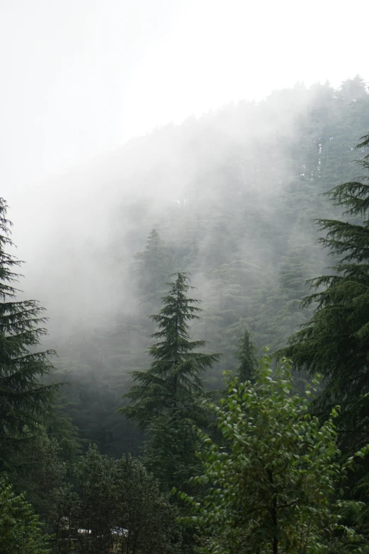 trees in the background, shroud by fog, in the foreground is a group of tall fir trees on a hilltop with a building surrounded by bushes