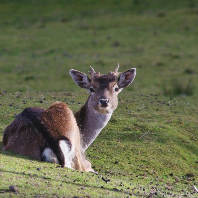 a small deer laying on top of a lush green field