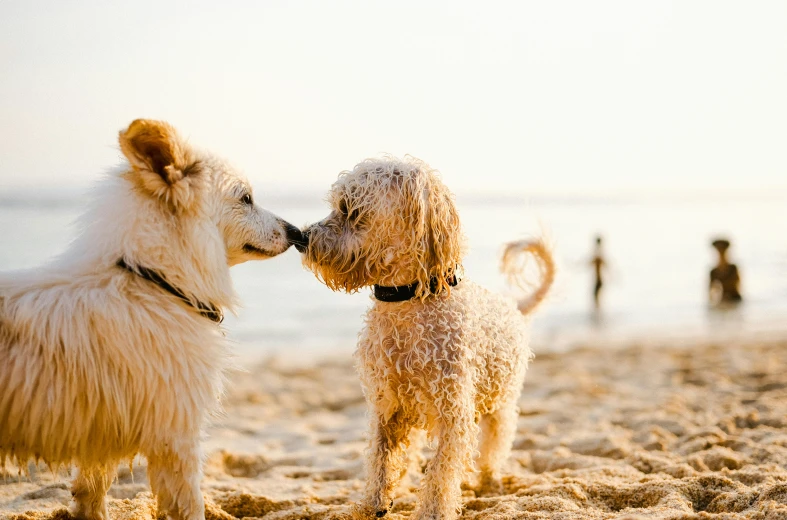 two little dogs on the beach touching noses