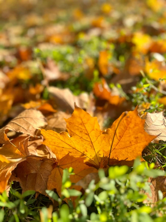 autumn leaves are all over the grass