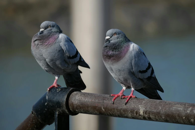 two grey birds sitting on a pipe of metal