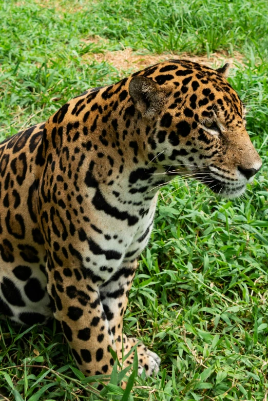 a large leopard sits alone in some green grass