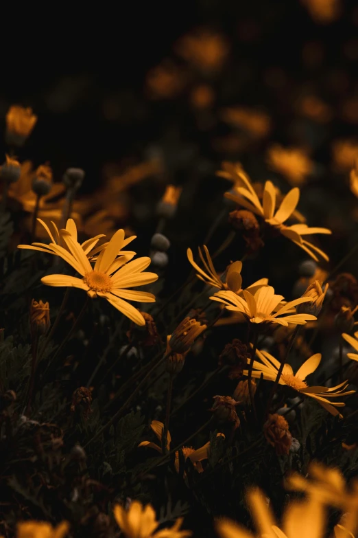 many yellow flowers all over the ground