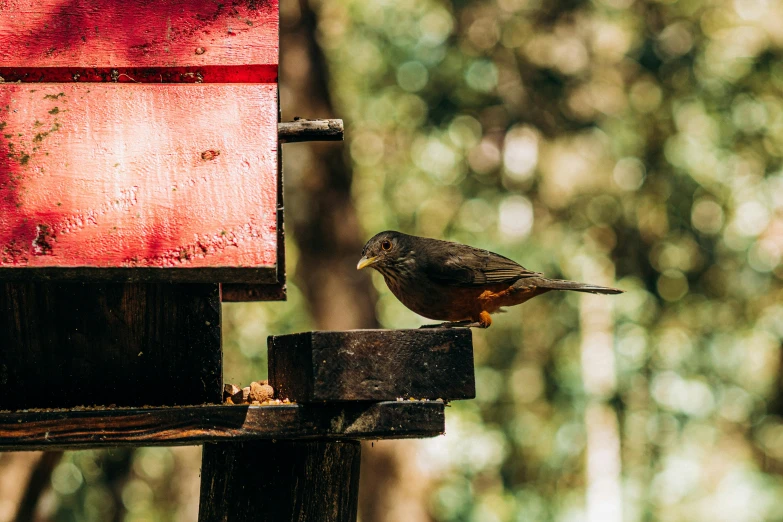 a bird that is sitting on a piece of wood