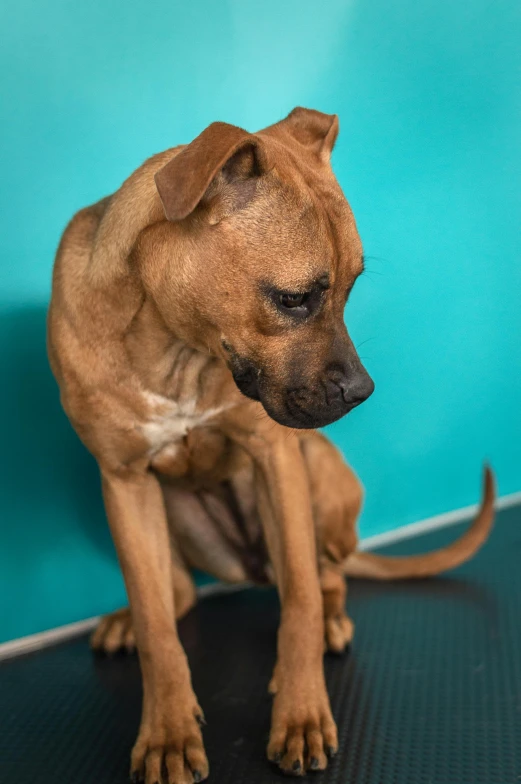 a dog is looking away while sitting on a mat