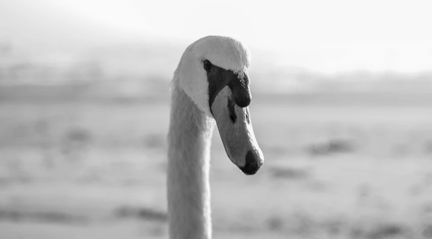 a white swan has its head up