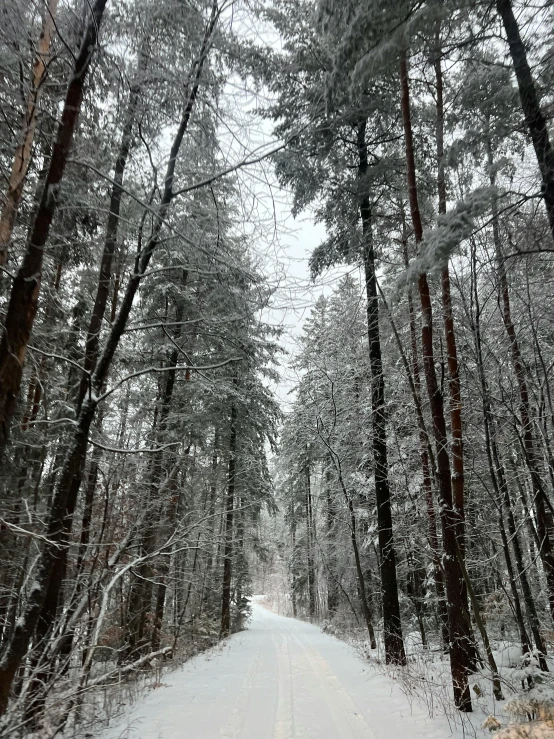 there is snow on the ground and trees