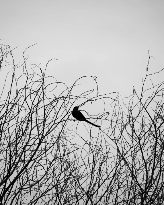 a bird sitting on top of a tree nch