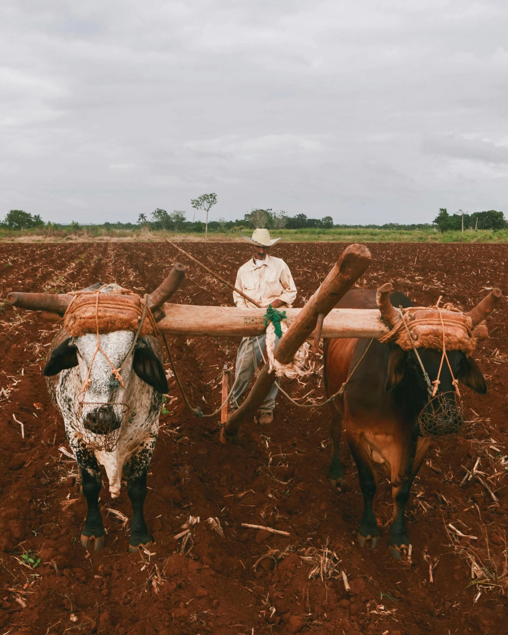 two men are plowing on the field next to cows