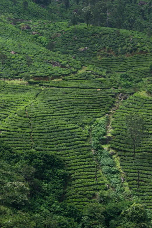 several people walk through the green tea fields