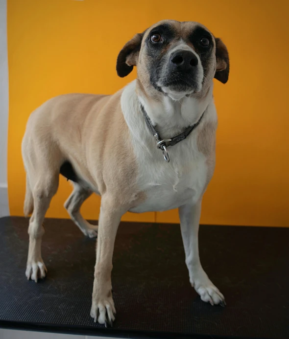 a brown dog standing on a table with his face turned sideways