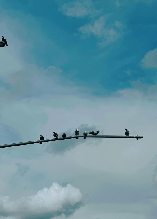 birds perched on an electric wire with sky in background