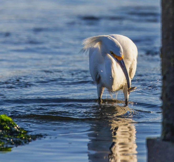 a large white bird with long beak on the water