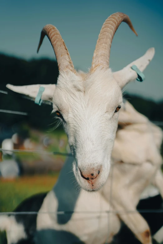 a white goat in a pen looking into the camera