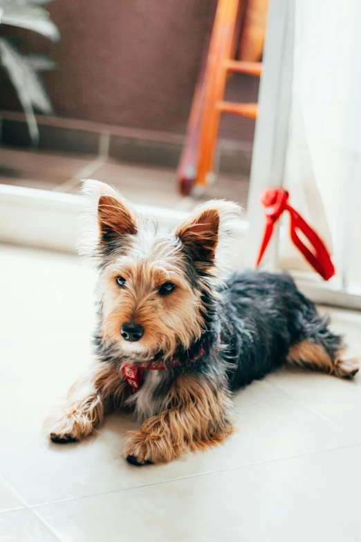 a small brown and black dog laying on the floor