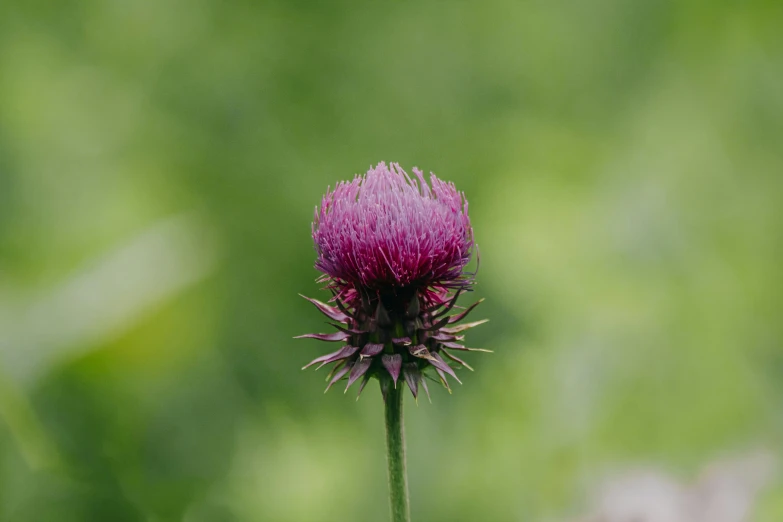 a lone flower standing out against the green background