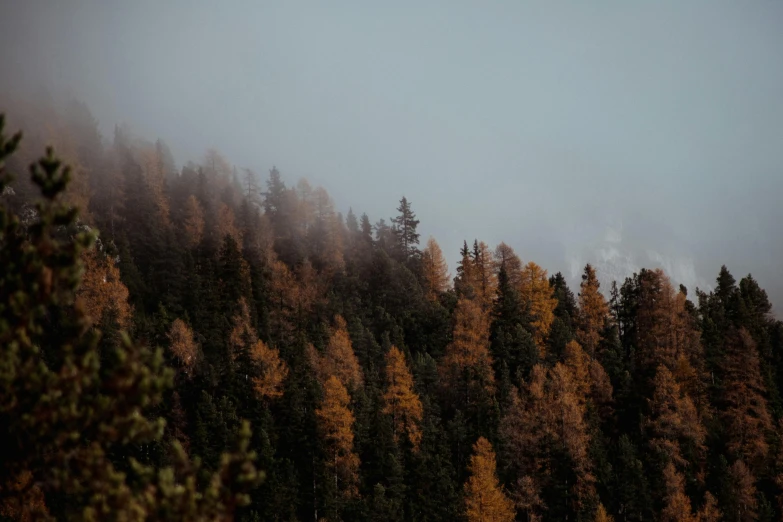 some trees in the middle of a large field