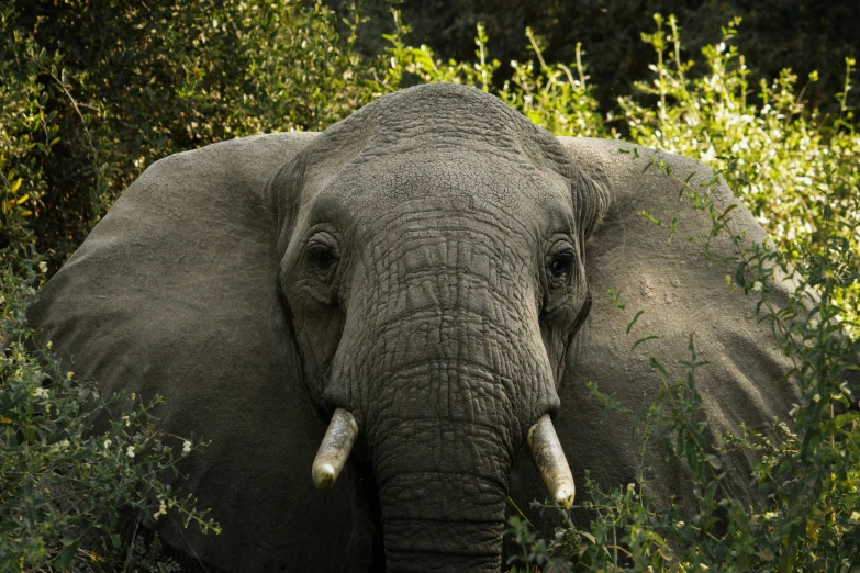 an elephant with white tusks and yellow tusks standing in the brush