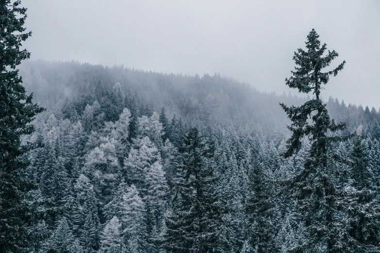 many snow covered trees in the woods