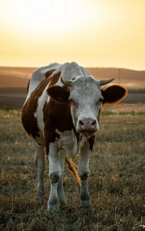 a brown and white cow in a field with the sun behind it