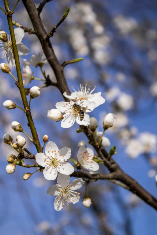 a tree with a large bunch of white flowers