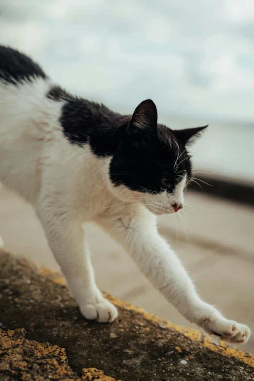 a cat on the street looking for some treats