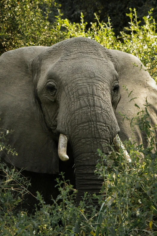 an elephant standing in tall grass next to a forest