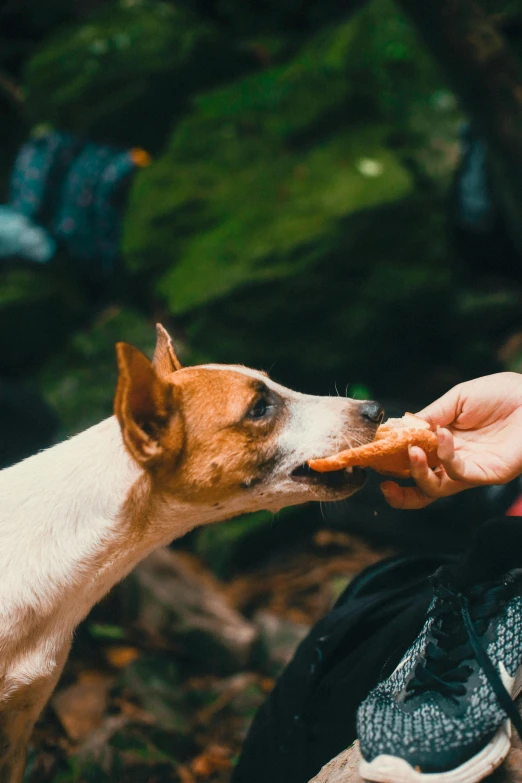 a dog taking a piece of pizza from someone