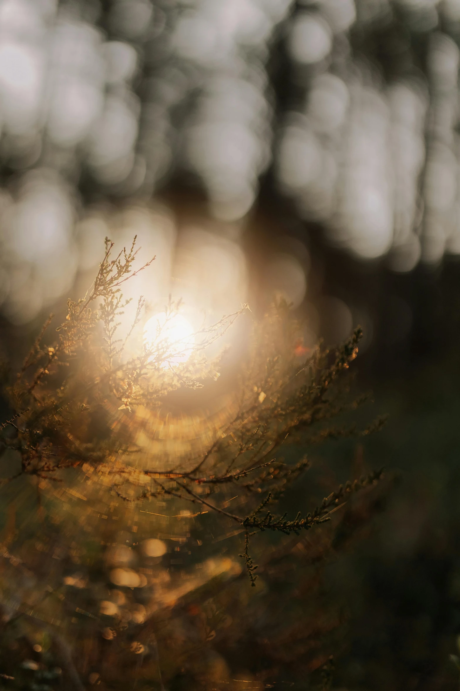 the sun shining in through the leaves of an evergreen tree