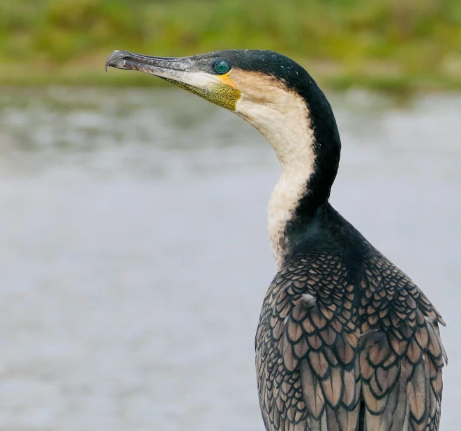 the bird has brown feathers on it's neck