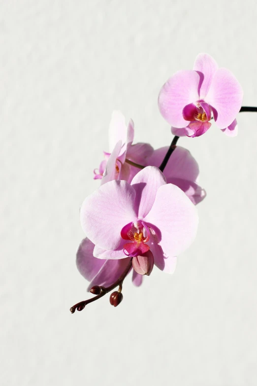 two pink flowers blooming on a thin stem