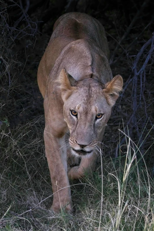 a young lion walks through some brush at night