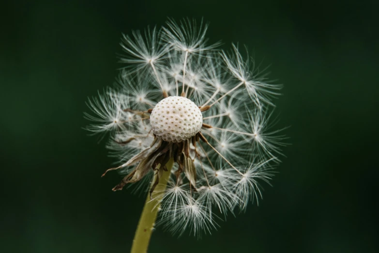 a flower dandelion in the wild blowing in the wind