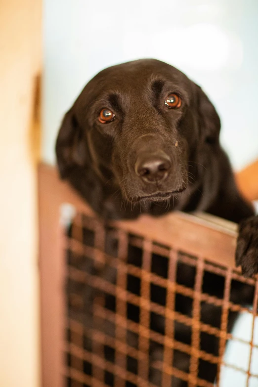 a black dog looking over the side of a cage