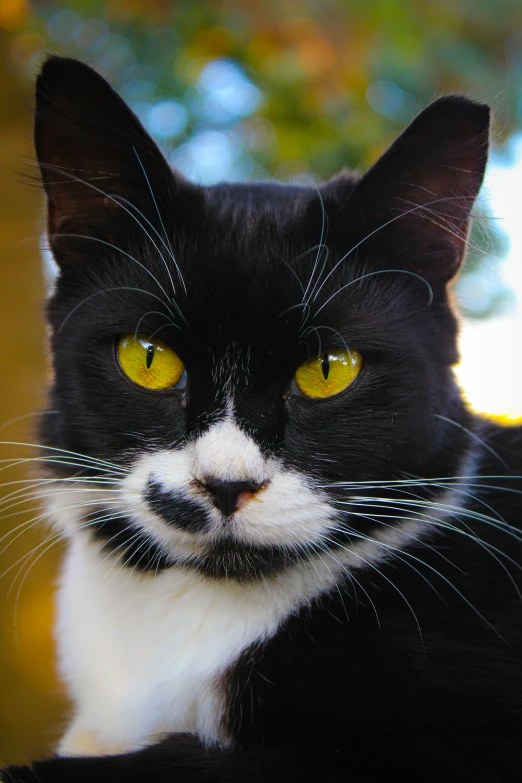 the black and white cat is staring in a camera