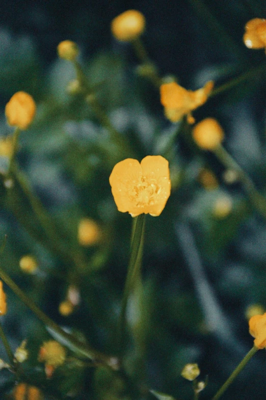 a bunch of yellow flowers that are out in the grass