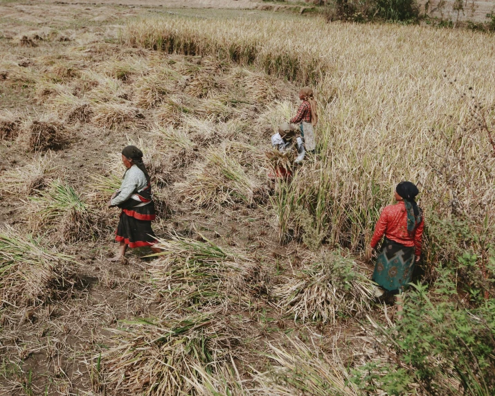 three women picking flowers off a dry grassy hill