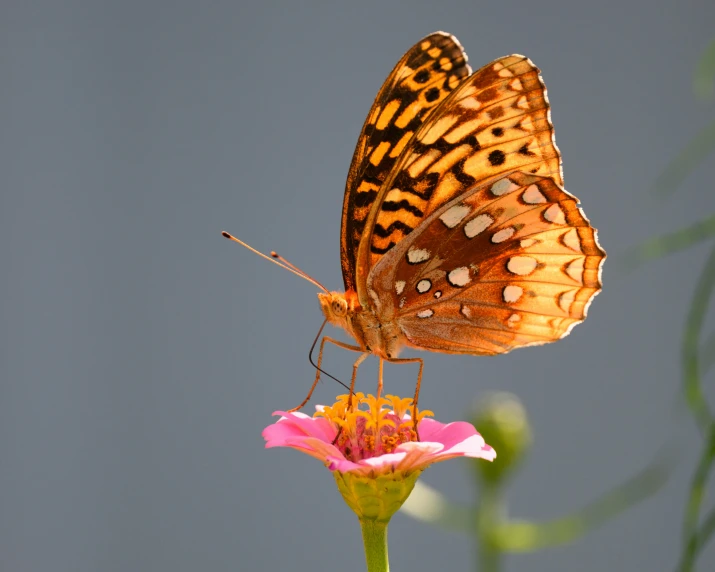 an orange and black erfly on top of a flower