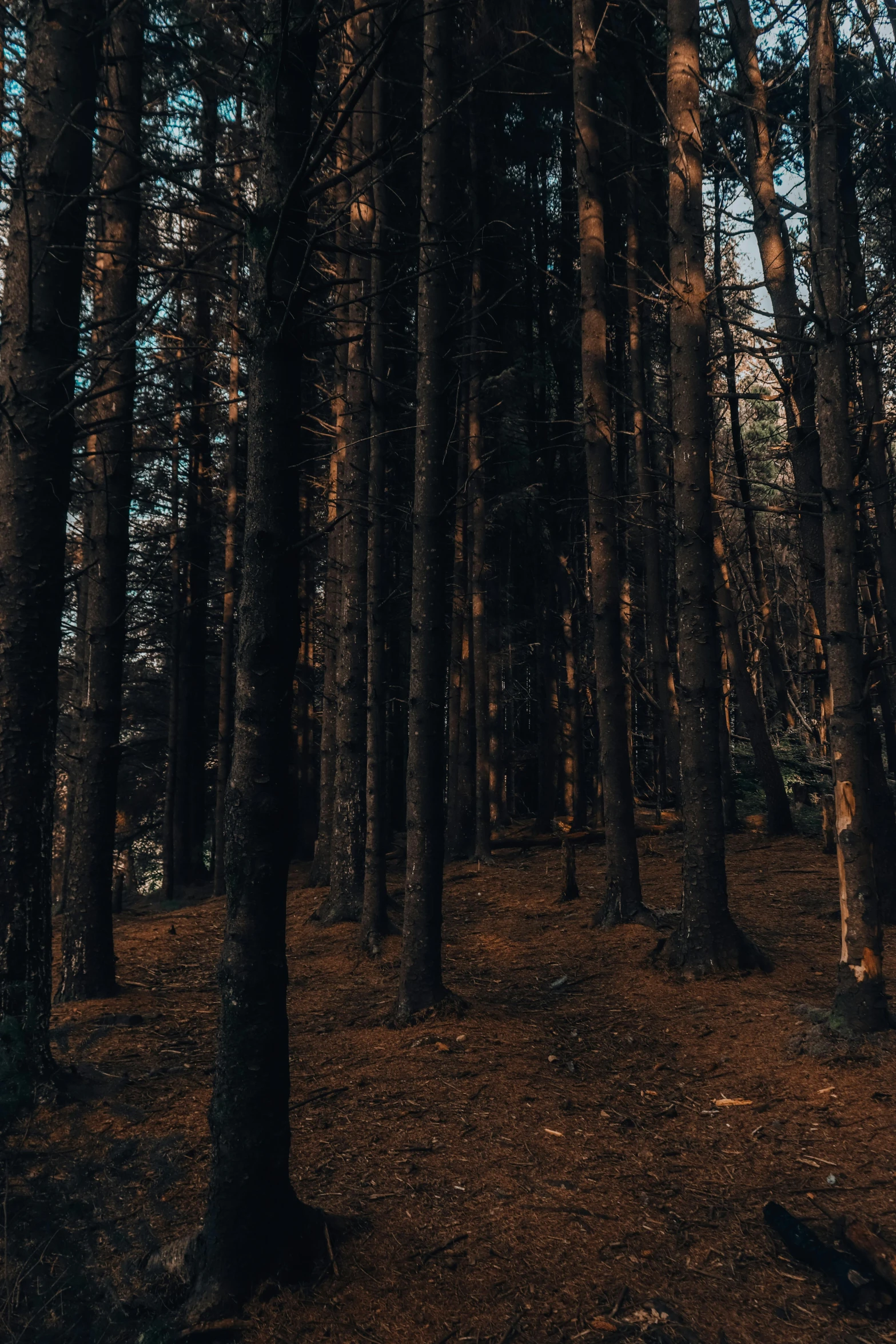 an umbrella sticking out of a tree covered forest