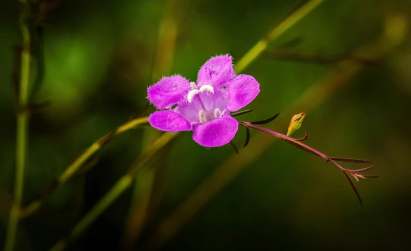 pink flower sitting on a thin stalk in the sun