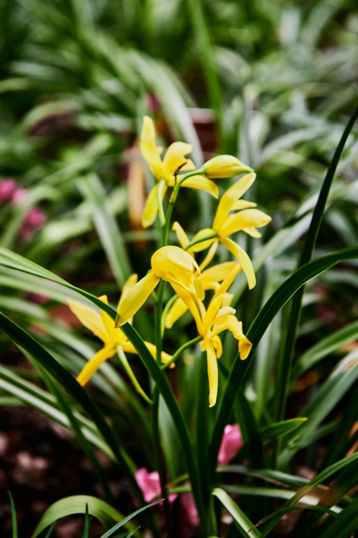 a bunch of flowers that are in a plant