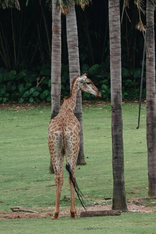 a giraffe standing in grass between two trees