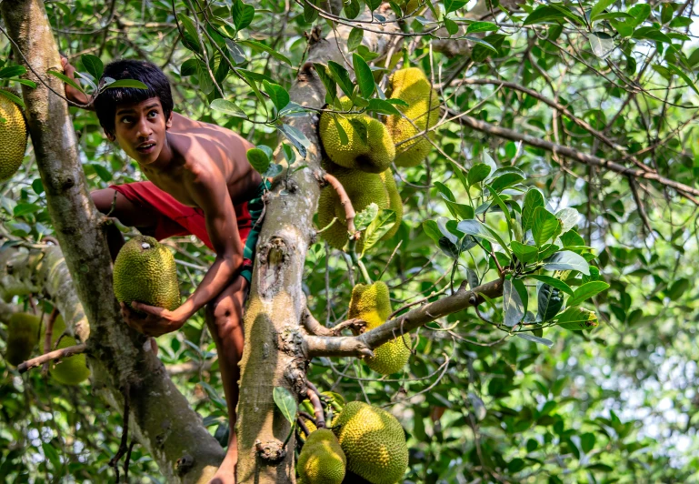 a  climbing up the tree, with jacked fruits