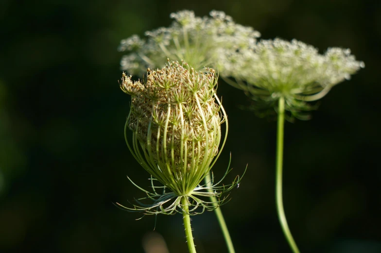 the delicate green flowers are blooming in a garden